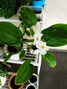 CHING HENG TING