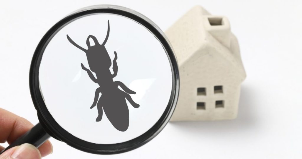 House Care Tips For Landlords - Have a Monthly Check on Pests
