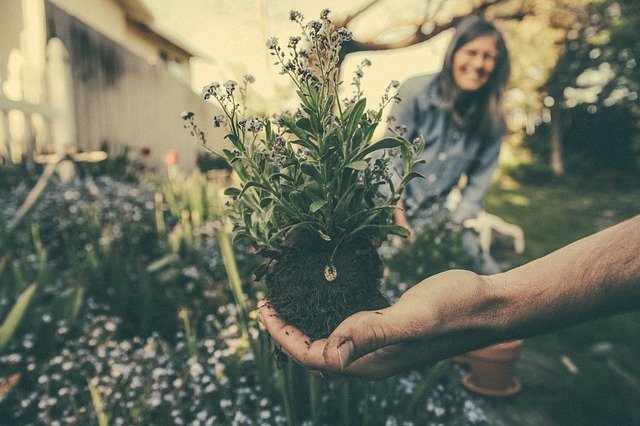 Maintaining your garden