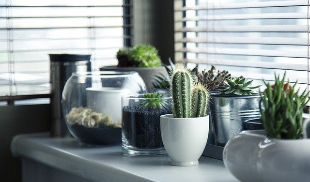 Keeping indoor plants