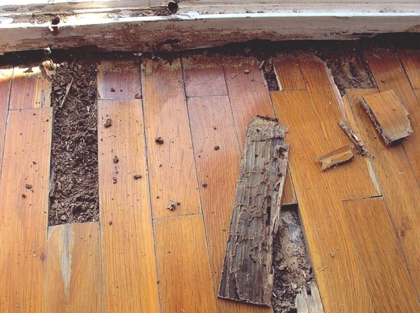 termites in wooden floor 