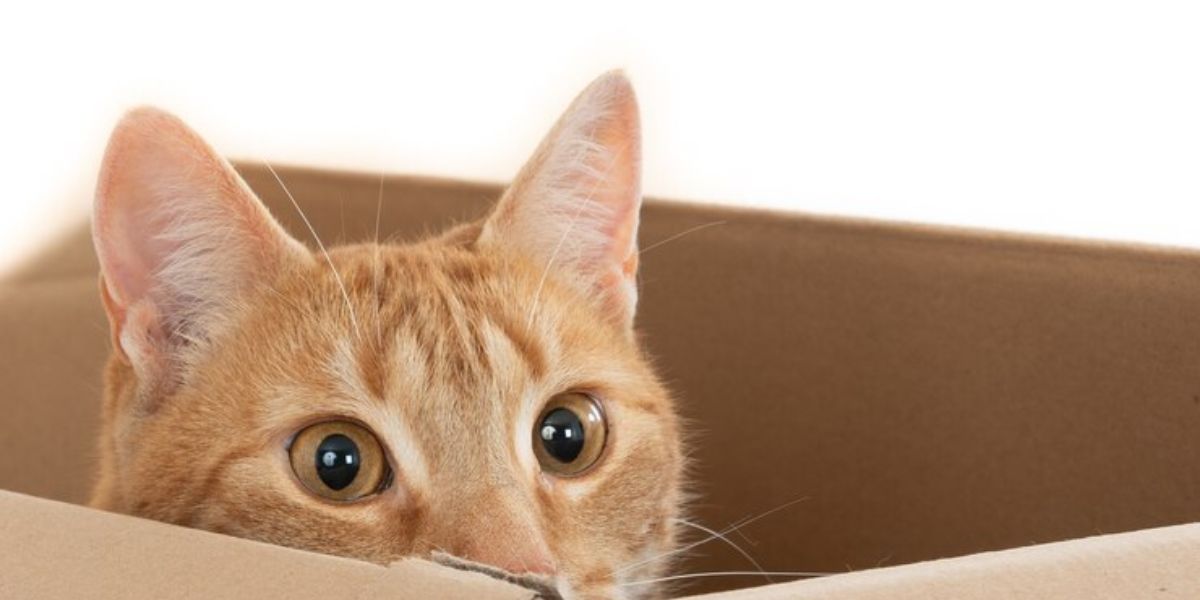 The Animal Smuggler - Common Rental Violations