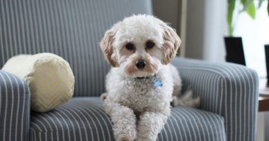 rules for renting with pets